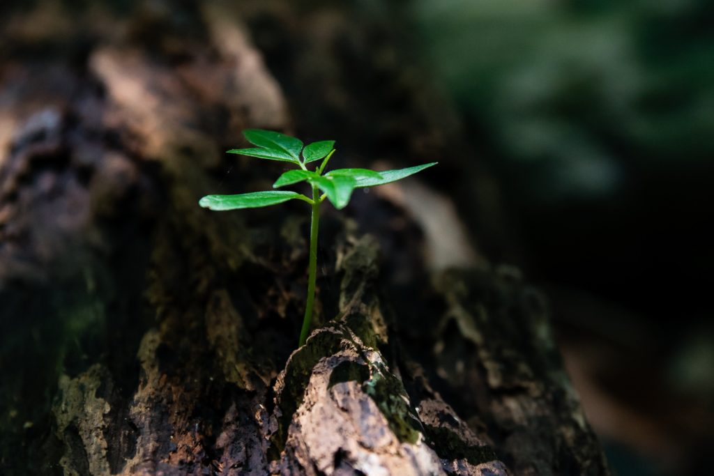 plante qui pousse